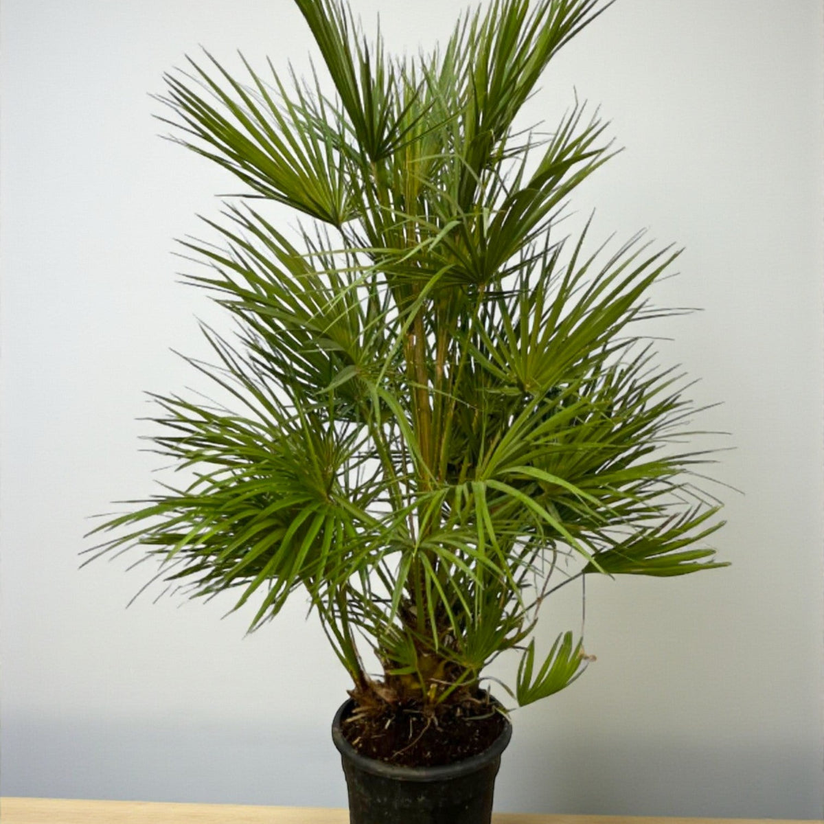 Chamaerops Humilis - Palmier Nain Résistant au Gel