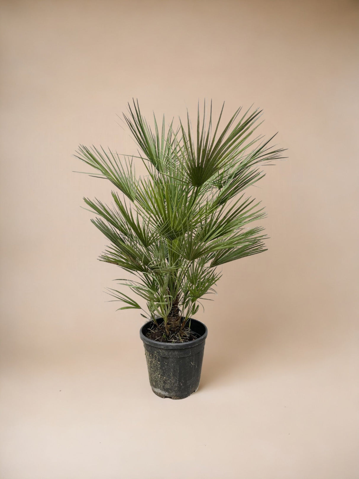 Livraison plante Chamaerops Humilis struik