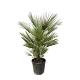 Livraison plante Chamaerops Humilis struik