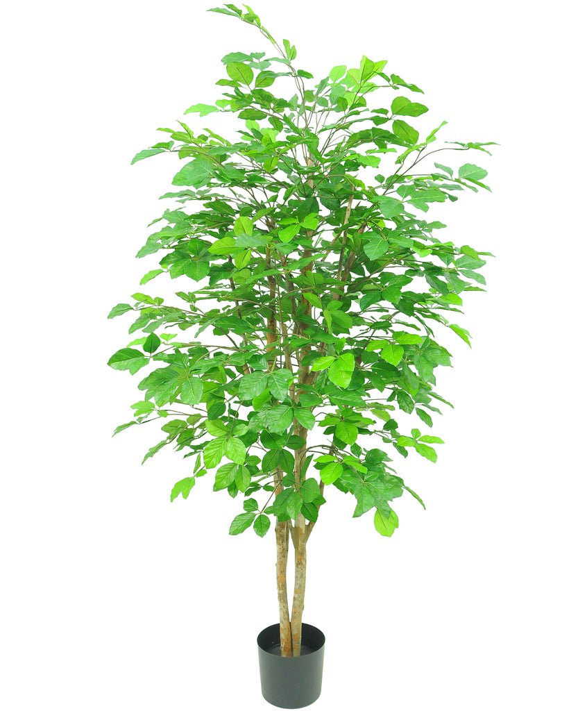 Livraison plante Charme Carpinus - Arbre artificiel