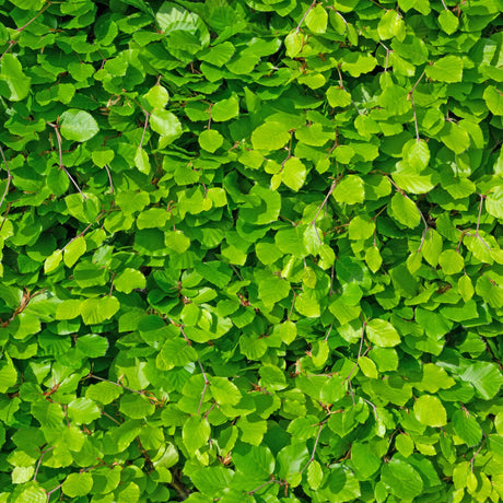 Livraison plante Charme Carpinus betulus – Lot de 6 – Hauteur 55 cm