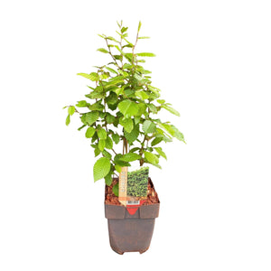 Livraison plante Charme Carpinus betulus – Lot de 6 – Hauteur 55 cm