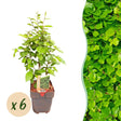 Livraison plante Charme Carpinus betulus – Lot de 6 – Hauteur 55 cm