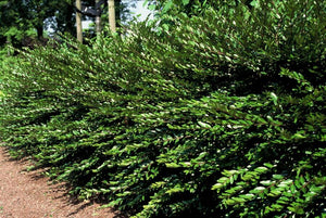 Livraison plante Chèvrefeuille à cupule