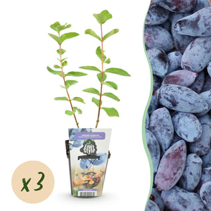 Livraison plante Chèvrefeuille comestible Kamtschatica – Lot de 3 – Pot 9 cm