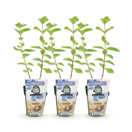 Livraison plante Chèvrefeuille comestible Kamtschatica – Lot de 3 – Pot 9 cm