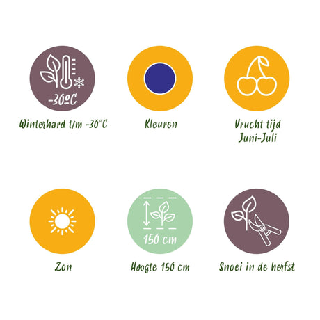 Livraison plante Chèvrefeuille comestible Kamtschatica – Lot de 6 – Pot 9 cm