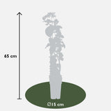 Livraison plante Chèvrefeuille des bois 'HELESTIAL' - ↨65CM - Ø15 - plante extérieur grimpante