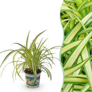 Livraison plante Chlorophytum comosum Variegatum