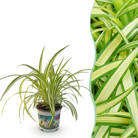 Livraison plante Chlorophytum comosum Variegatum