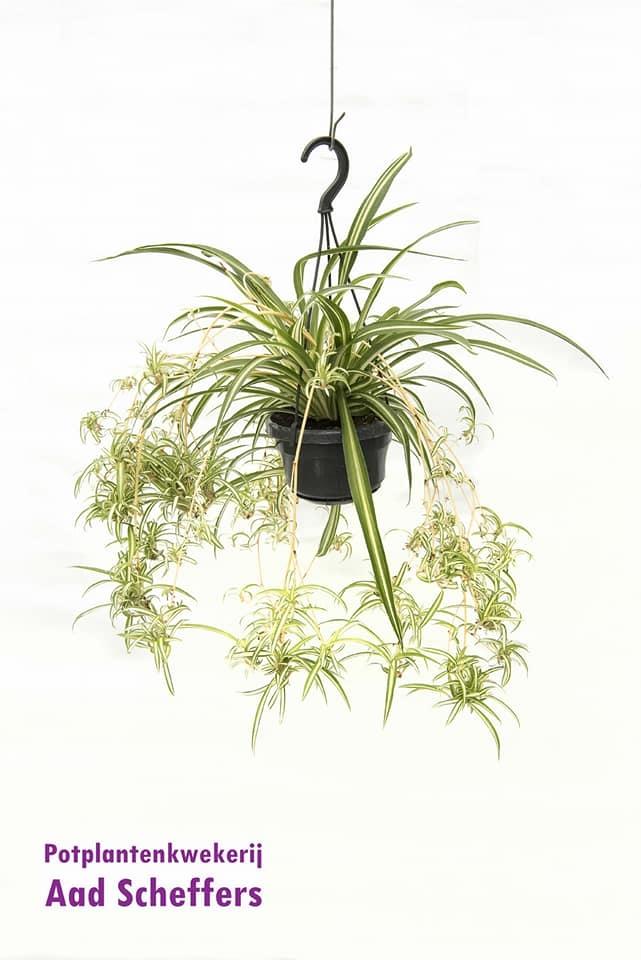 Livraison plante Chlorophytum Comosum 'Variegatum'