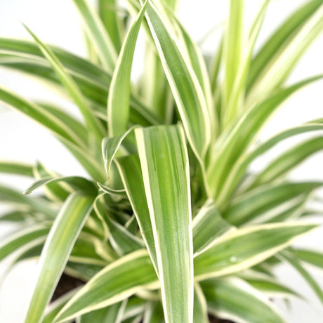 Livraison plante Chlorophytum variegata