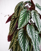 Livraison plante Cissus Discolor Piramide h100cm