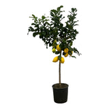 Livraison plante Citronnier