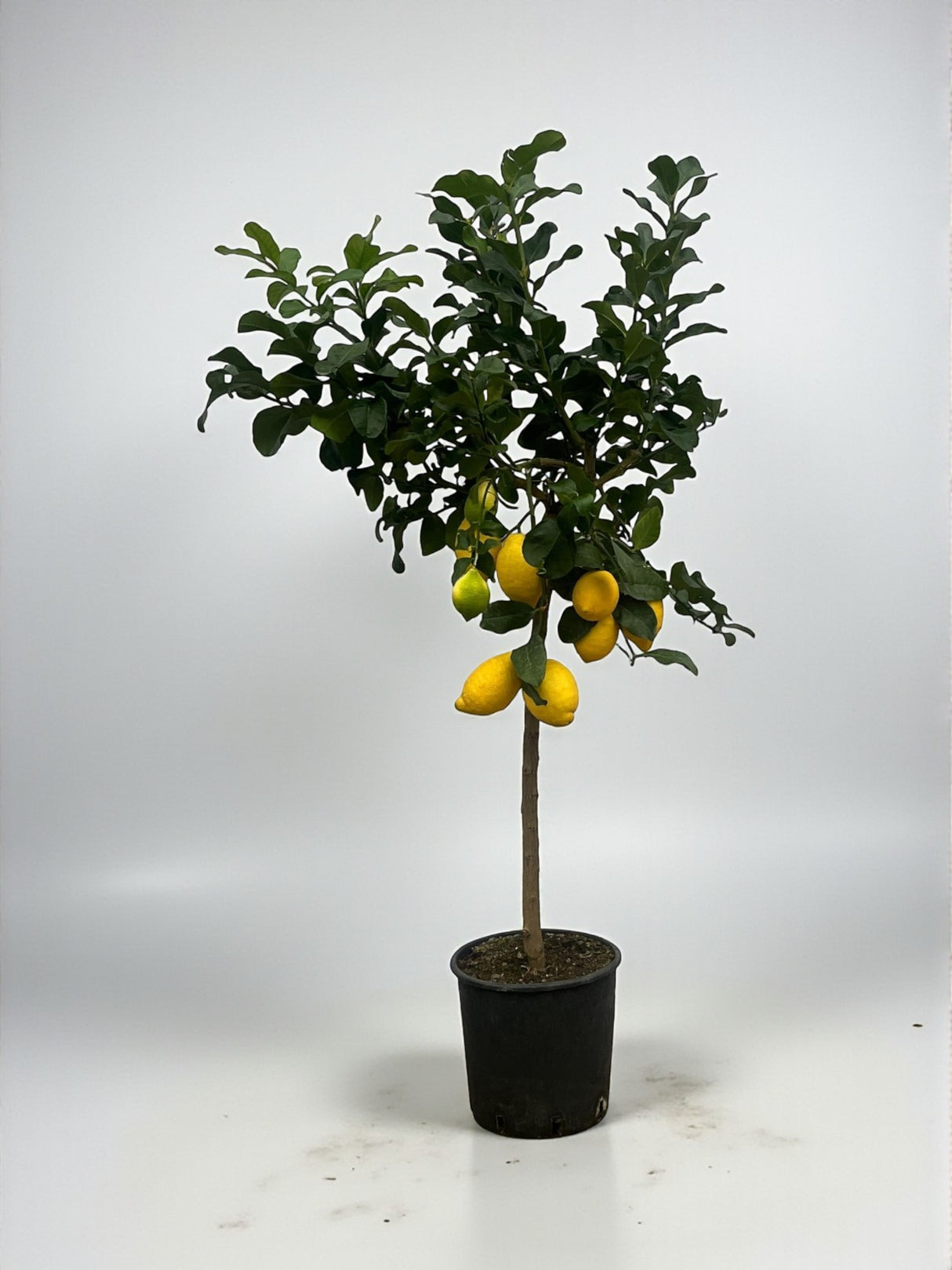 Citronnier