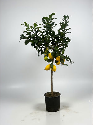 Citronnier