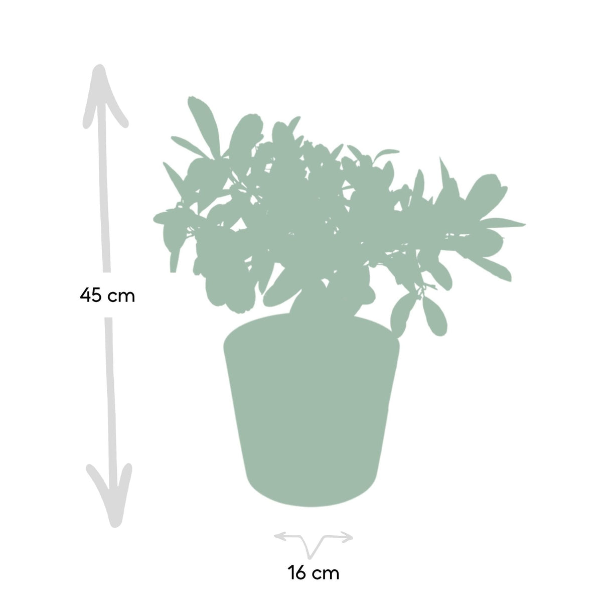 Livraison plante Citronnier et son pot en céramique - 45 cm - Ø16 - arbuste fruitier
