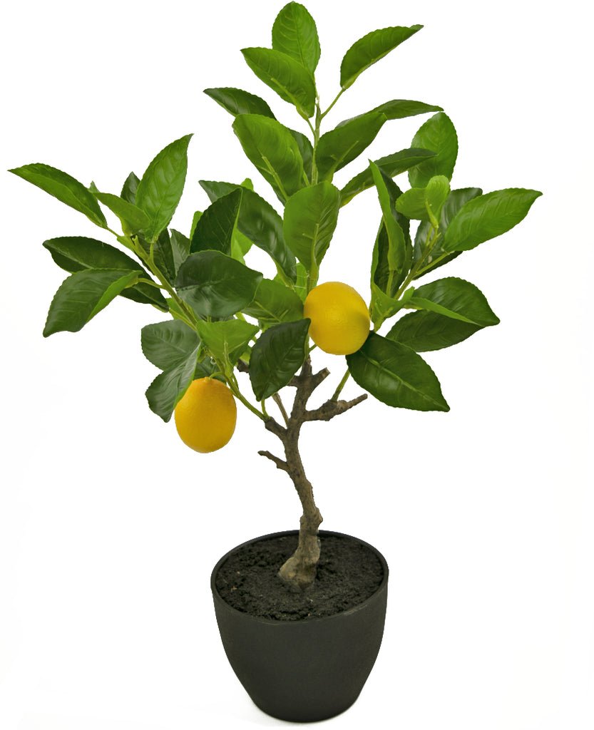 Livraison plante Citronnier Fruitier - Arbre Artificiel