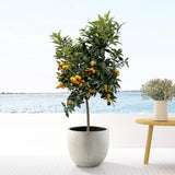 Livraison plante Citrus Kumquat