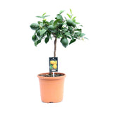 Livraison plante Citrus Meyer