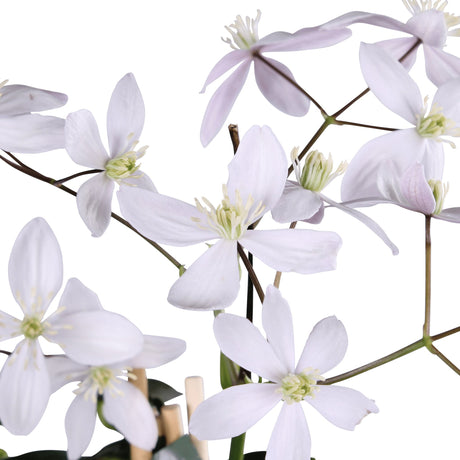 Livraison plante Clematite armandii 'Apple Blossom'