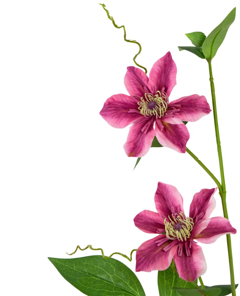 Livraison plante Clématite artificielle double violette