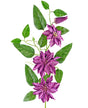 Livraison plante Clématite artificielle violette