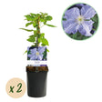 Livraison plante Clématite Blue Angel – Lot de 2 – Pot 11 cm – Hauteur 40 cm