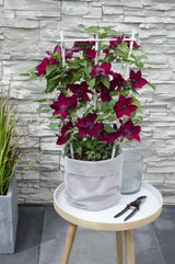 Livraison plante Clematite Boulevard® Nubia ™ - ↨70cm - Ø19 - plante d'extérieur fleurie grimpante