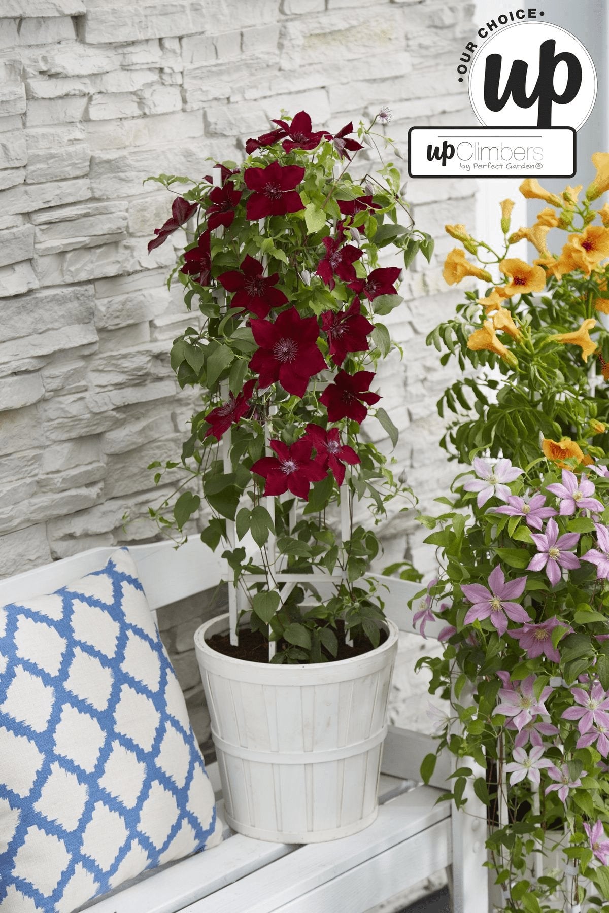 Livraison plante Clematite Boulevard® Nubia ™ - ↨70cm - Ø19 - plante d'extérieur fleurie grimpante