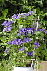 Livraison plante Clematite Boulevard® Olympia ™ - ↨70cm - Ø19 - plante d'extérieur fleurie grimpante