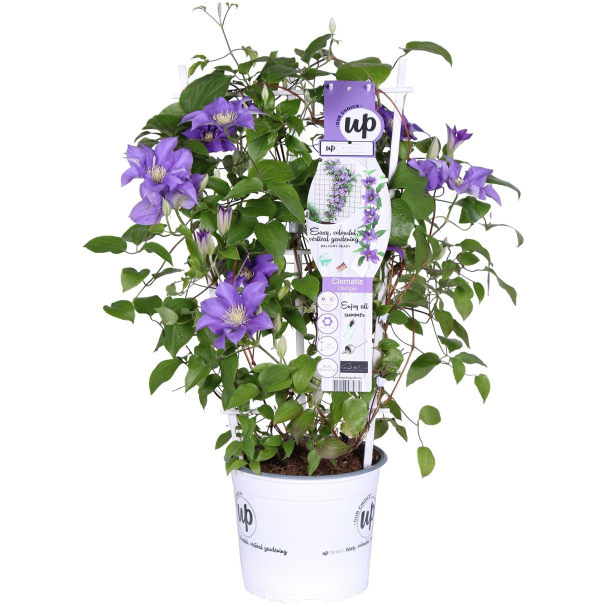 Livraison plante Clematite Boulevard® Olympia ™ - ↨70cm - Ø19 - plante d'extérieur fleurie grimpante