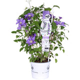 Livraison plante Clematite Boulevard® Olympia ™ - ↨70cm - Ø19 - plante d'extérieur fleurie grimpante