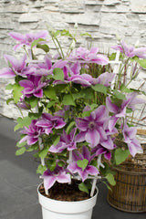 Livraison plante Clematite Boulevard® Yuan ™ - ↨70cm - Ø19 - plante d'extérieur fleurie