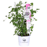 Livraison plante Clematite Boulevard® Yuan ™ - ↨70cm - Ø19 - plante d'extérieur fleurie