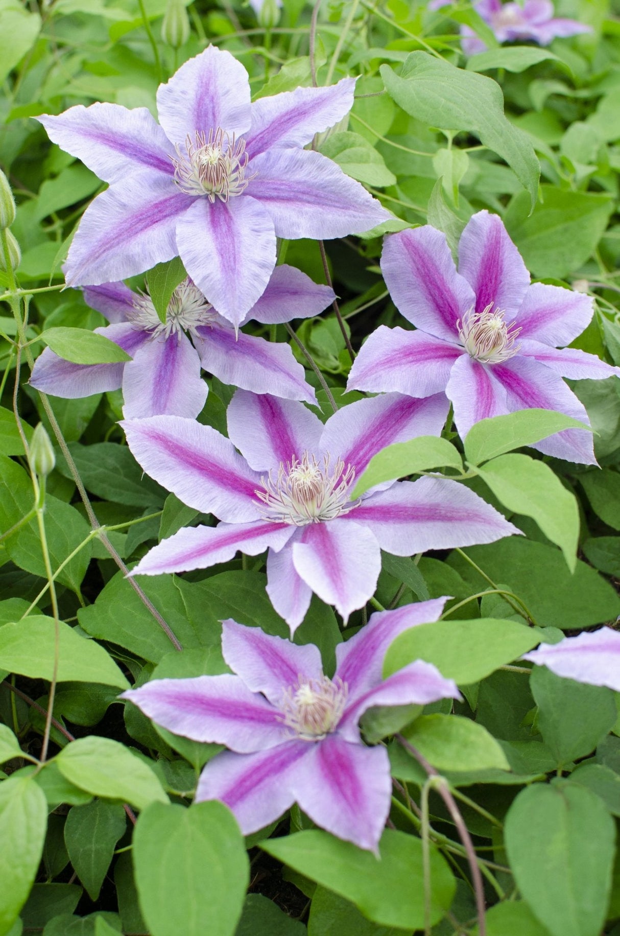 Livraison plante Clematite Dr Ruppel - ↨65cm - Ø15 - plante d'extérieur fleurie grimpante