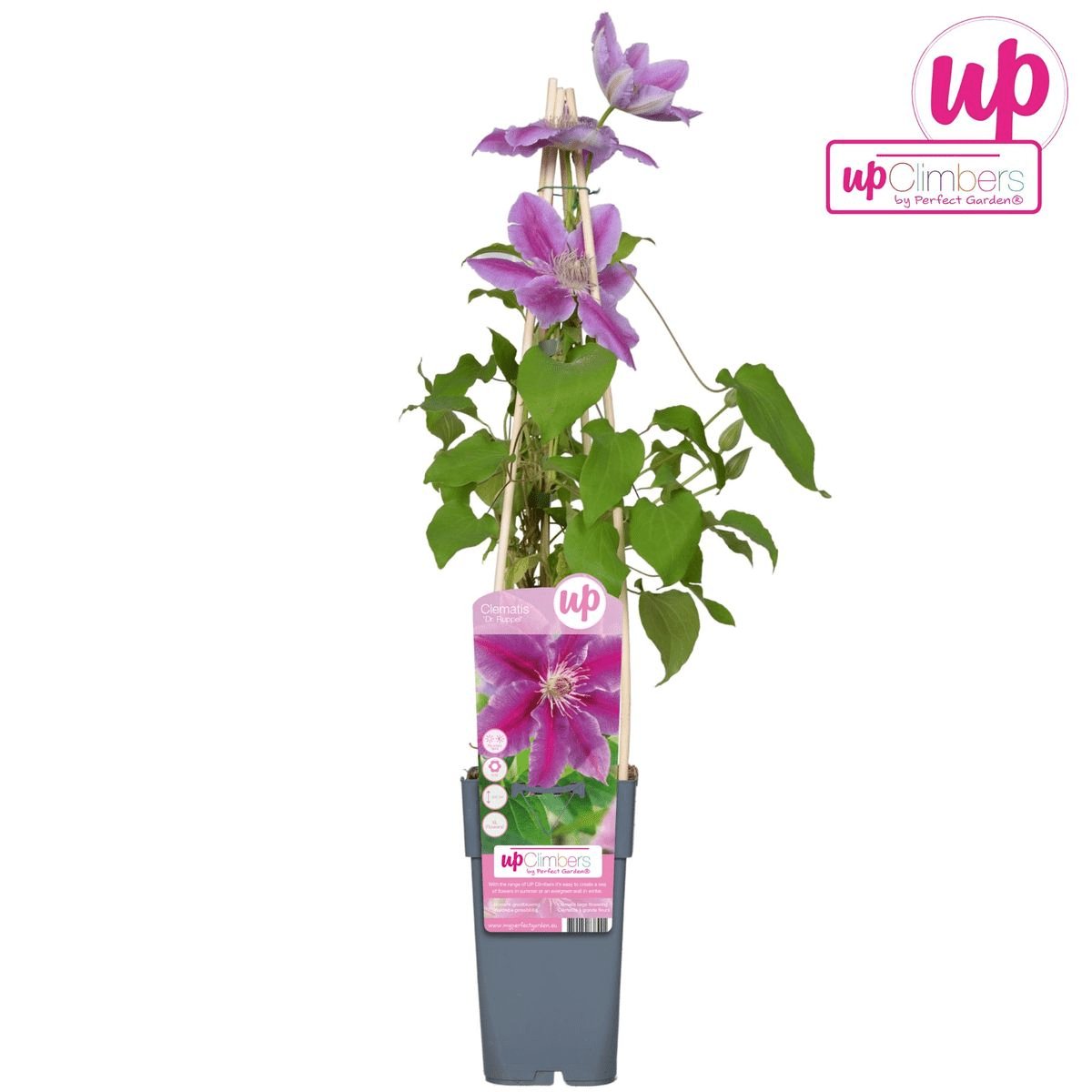 Livraison plante Clematite Dr Ruppel - ↨65cm - Ø15 - plante d'extérieur fleurie grimpante