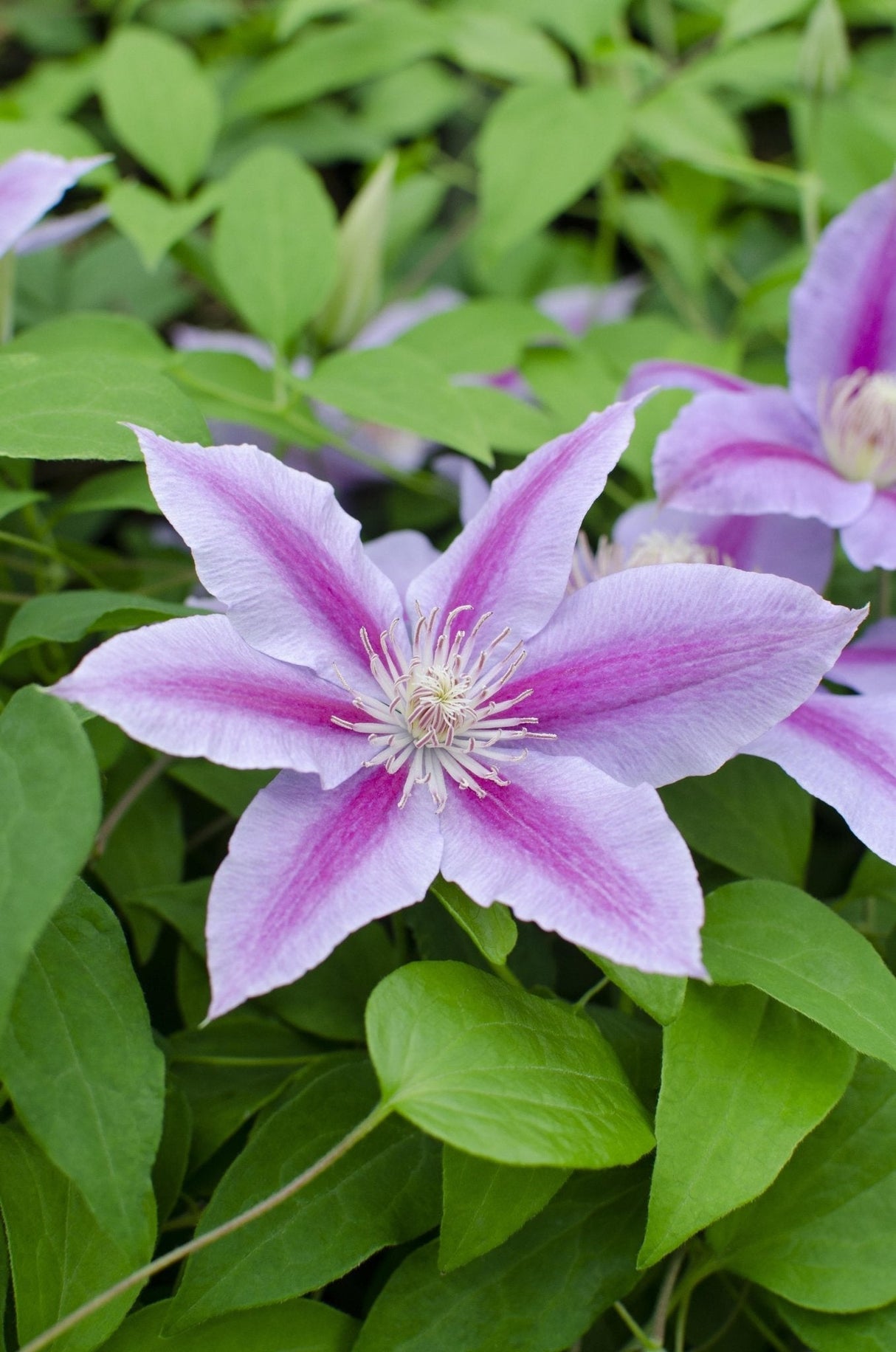 Livraison plante Clematite Dr Ruppel - ↨65cm - Ø15 - plante d'extérieur fleurie grimpante