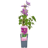 Livraison plante Clematite Dr Ruppel - ↨65cm - Ø15 - plante d'extérieur fleurie grimpante