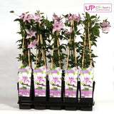 Livraison plante Clematite Hagley Hybrid - ↨65cm - Ø15 - plante d'extérieur fleurie grimpante