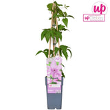 Livraison plante Clematite Hagley Hybrid - ↨65cm - Ø15 - plante d'extérieur fleurie grimpante