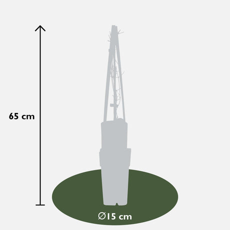 Livraison plante Clématite Jackmanii Violet Foncé