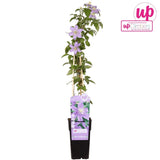 Livraison plante Clematite Justa