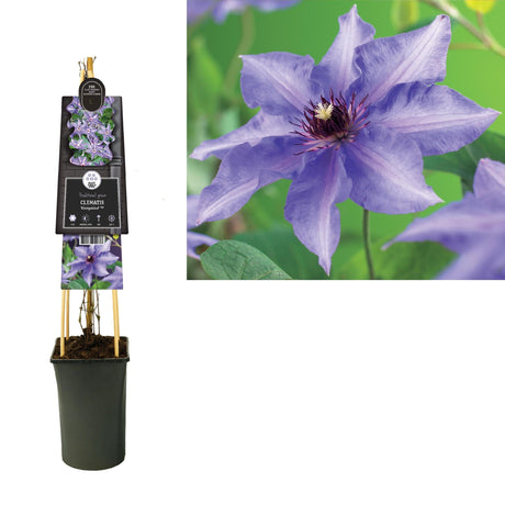 Livraison plante Clematite Konigskind d17cm h75cm