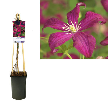 Livraison plante Clematite Madame Julia correvon d17cm h75cm