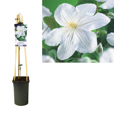 Livraison plante Clematite Madame le coultre d17cm h75cm