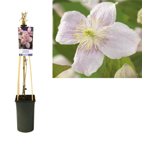 Livraison plante Clematite montana d17cm h75cm