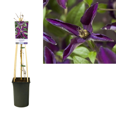 Livraison plante Clematite Noora d17cm h75cm