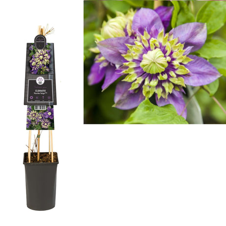 Livraison plante Clematite Taiga florida d17cm h75cm