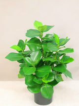 Livraison plante Clusia - Plante verte artificielle
